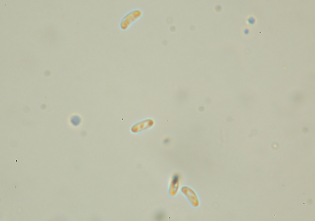 Sfida al microscopio!!